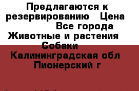 Предлагаются к резервированию › Цена ­ 16 000 - Все города Животные и растения » Собаки   . Калининградская обл.,Пионерский г.